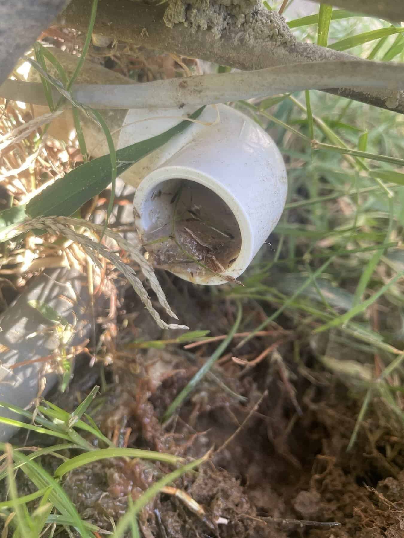 Condensate drain line outlet clogged with sludge at a Van Buren home